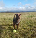 Patterdale-Terrier Hund