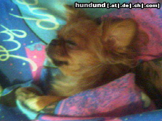 Pekingese Hunde Foto 26657 Pekingese Unsere süße kleine Puppe Lili
