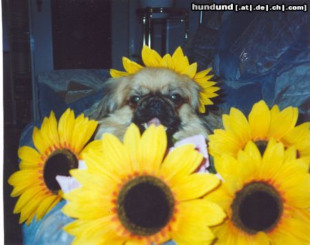 Pekingese Hunde Foto 10645 Pekingese das ist wieder spooky