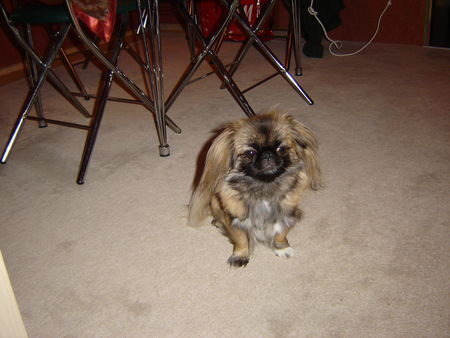 Pekingese Hunde Foto 34609 Pekingese Nelly