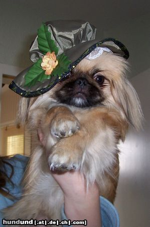 Pekingese Hunde Foto 19053 in höherer Auflösung ansehen Pekingese Bin ich nicht süss?