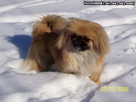Pekingese Hunde Foto 19576 in höherer Auflösung ansehen Pekingese Kukuk, ich bin Eileen!