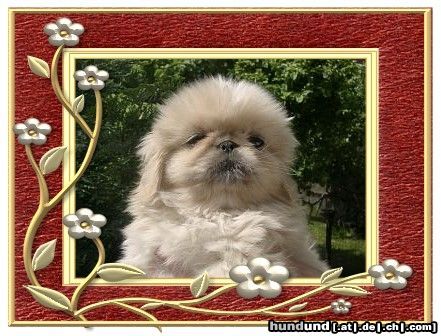 Pekingese Hunde Foto 4531 Pekingese Ein kleiner Pekingesen-Eisbär :o)