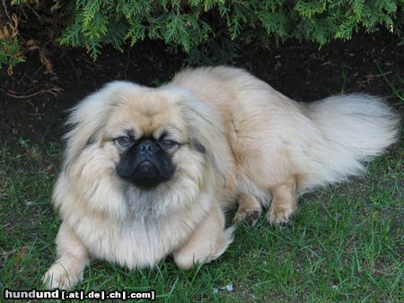 Pekingese Hunde Foto 21356 Pekingese Chester