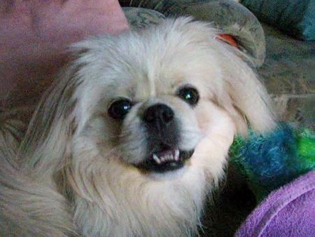 Pekingese