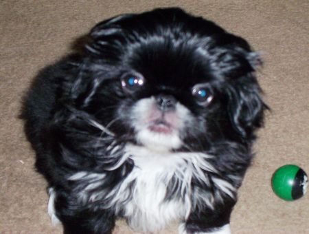 Pekingese Hunde Foto 2243 Pekingese Anysha Mai-Lee