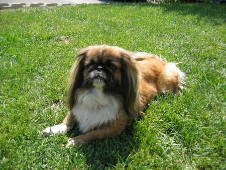 Pekingese Hunde Foto 34853 in höherer Auflösung ansehen Pekingese Eila