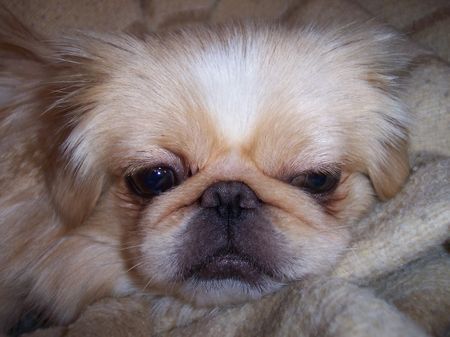 Pekingese Hunde Foto 28368 in höherer Auflösung ansehen Pekingese Stressiger Tag!!!!