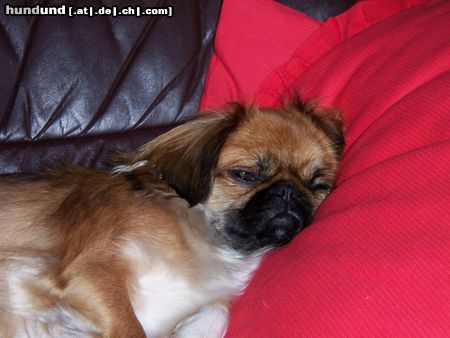 Pekingese Hunde Foto 25560 in höherer Auflösung ansehen Pekingese Lissi schläft...