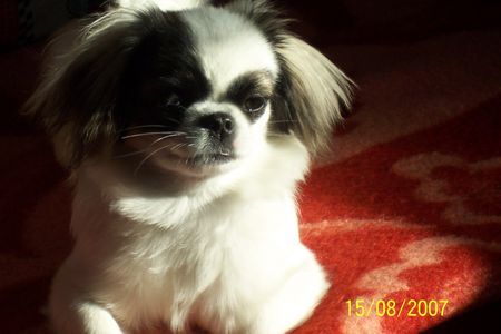 Pekingese Hunde Foto 40986 in höherer Auflösung ansehen Pekingese Das ist die Abbie