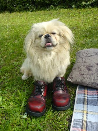 Pekingese Hunde Foto 33927 in höherer Auflösung ansehen Pekingese