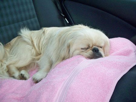 Pekingese Hunde Foto 39602 in höherer Auflösung ansehen Pekingese