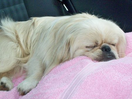 Pekingese Hunde Foto 39607 in höherer Auflösung ansehen Pekingese Taiki