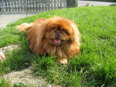 Pekingese Hunde Foto 34855 in höherer Auflösung ansehen Pekingese Coco