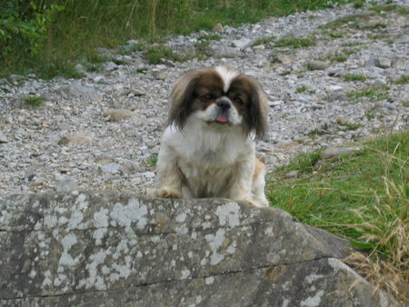 Pekingese Hunde Foto 34854 in höherer Auflösung ansehen Pekingese Maida