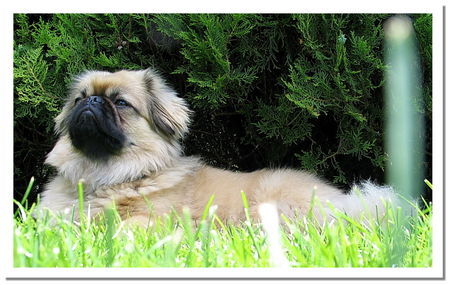 Pekingese Hunde Foto 34317 Pekingese Chester