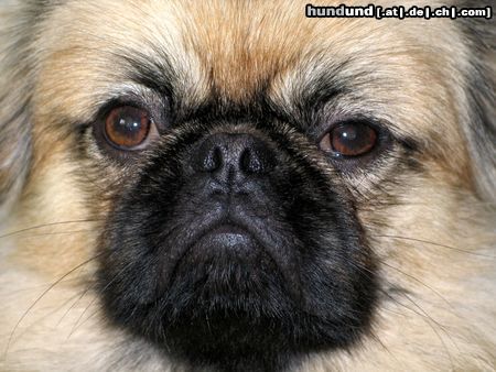 Pekingese Hunde Foto 23004 Pekingese Jester