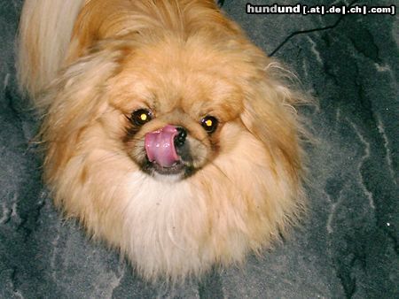Pekingese Hunde Foto 12194 Pekingese Mmmh, lecker Knochen!!!