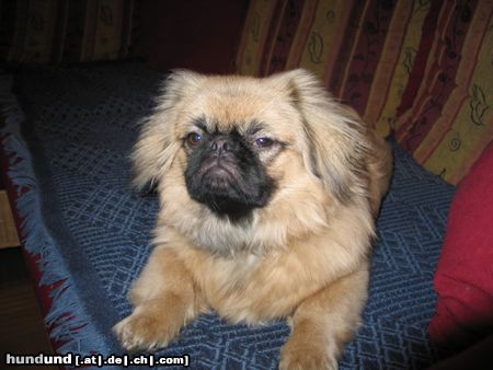 Pekingese Hunde Foto 17813 Pekingese Na was is?????