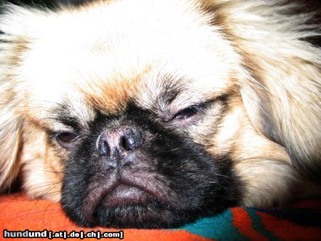 Pekingese Hunde Foto 17719 in höherer Auflösung ansehen Pekingese Ödes Wetter...