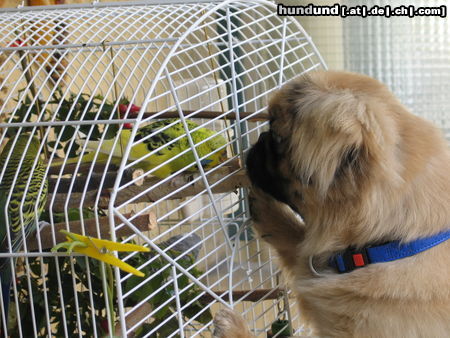 Pekingese Hunde Foto 25170 Pekingese Gell da schaust?