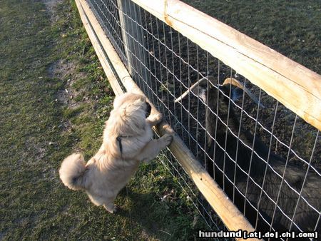 Pekingese Hunde Foto 17767 Pekingese komischer hund...