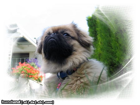 Pekingese Chester