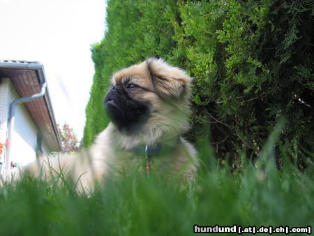 Pekingese Hunde Foto 24428 Pekingese Chester