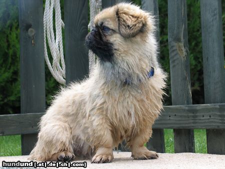 Pekingese Hunde Foto 23049 Pekingese