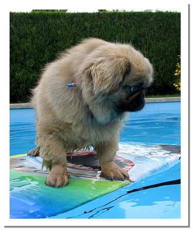 Pekingese Hunde Foto 38791 Pekingese Chester
