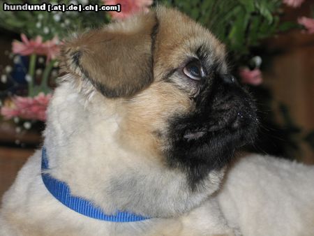 Pekingese Hunde Foto 21411 in höherer Auflösung ansehen Pekingese Chester mit Sommerlook