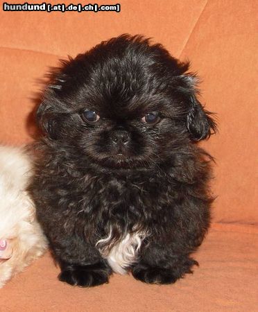 Pekingese Unser Baby  