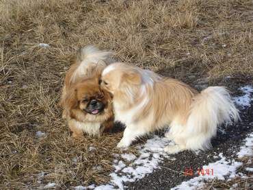 Pekingese Hunde Foto 28534 Pekingese die Brüder Sämmy und Benschj beim spielen