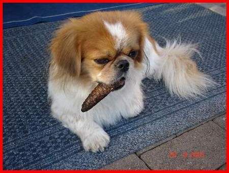 Pekingese Hunde Foto 28533 Pekingese Dusty der Stumpemraucher