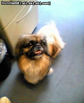 Pekingese Peggy-Sue vom Goldberg, 9 Jahre 