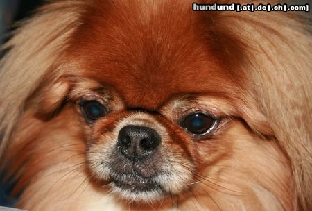 Pekingese Miyoko