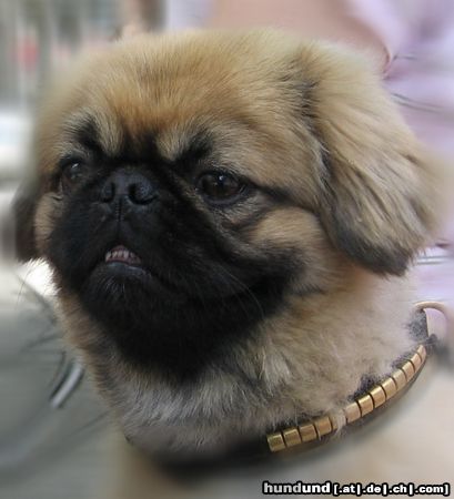 Pekingese Hunde Foto 25430 Pekingese letzter Sommerschnitt