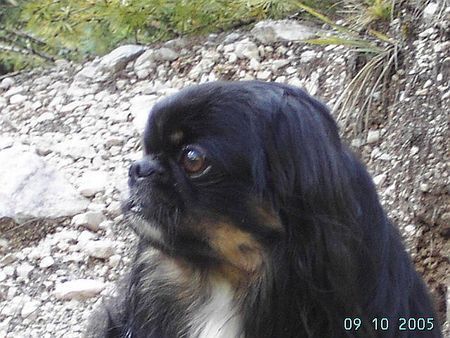 Pekingese Hunde Foto 29669 in höherer Auflösung ansehen Pekingese Gigolo in den Dolomiten