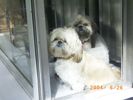 Pekingese Hunde Foto 30213 Pekingese Hi wie gehts!!!