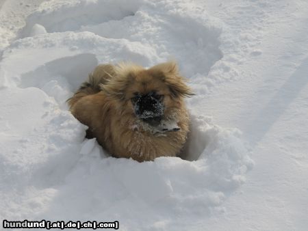 Pekingese Hunde Foto 18081 Pekingese ...Schneehund