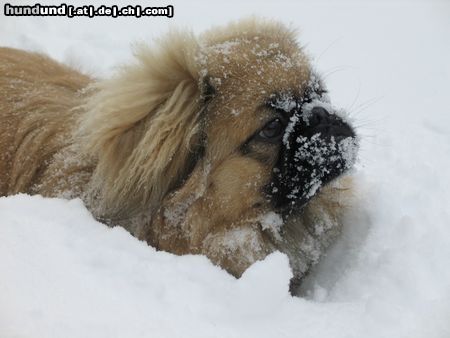 Pekingese Hunde Foto 18080 Pekingese ...Schneehund