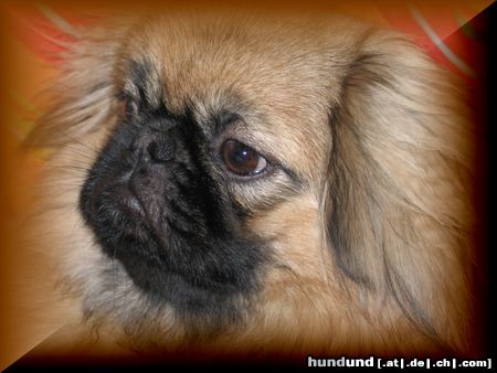 Pekingese Hunde Foto 18094 in höherer Auflösung ansehen Pekingese Spielerie 1