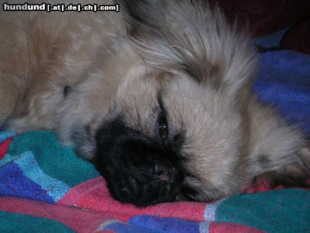 Pekingese Hunde Foto 17311 Pekingese Chester