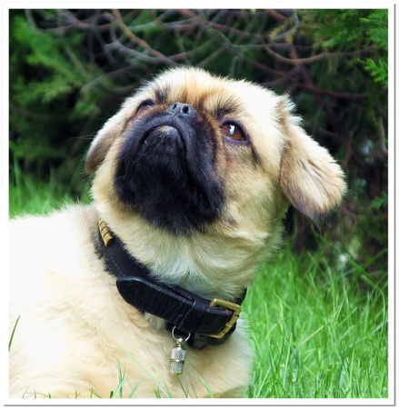 Pekingese Hunde Foto 38790 Pekingese Chester