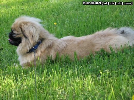 Pekingese Hunde Foto 21357 Pekingese Chester
