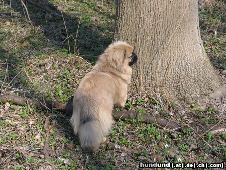 Pekingese Hunde Foto 20571 Pekingese Chester
