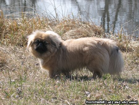 Pekingese Hunde Foto 19952 in höherer Auflösung ansehen Pekingese
