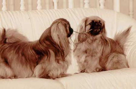 Pekingese Hunde Foto 433 Pekingese