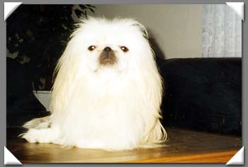 Pekingese Hunde Foto 580 Pekingese Taboo