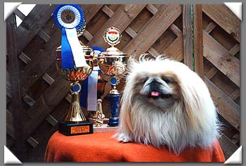 Pekingese Hunde Foto 581 Pekingese Pascha